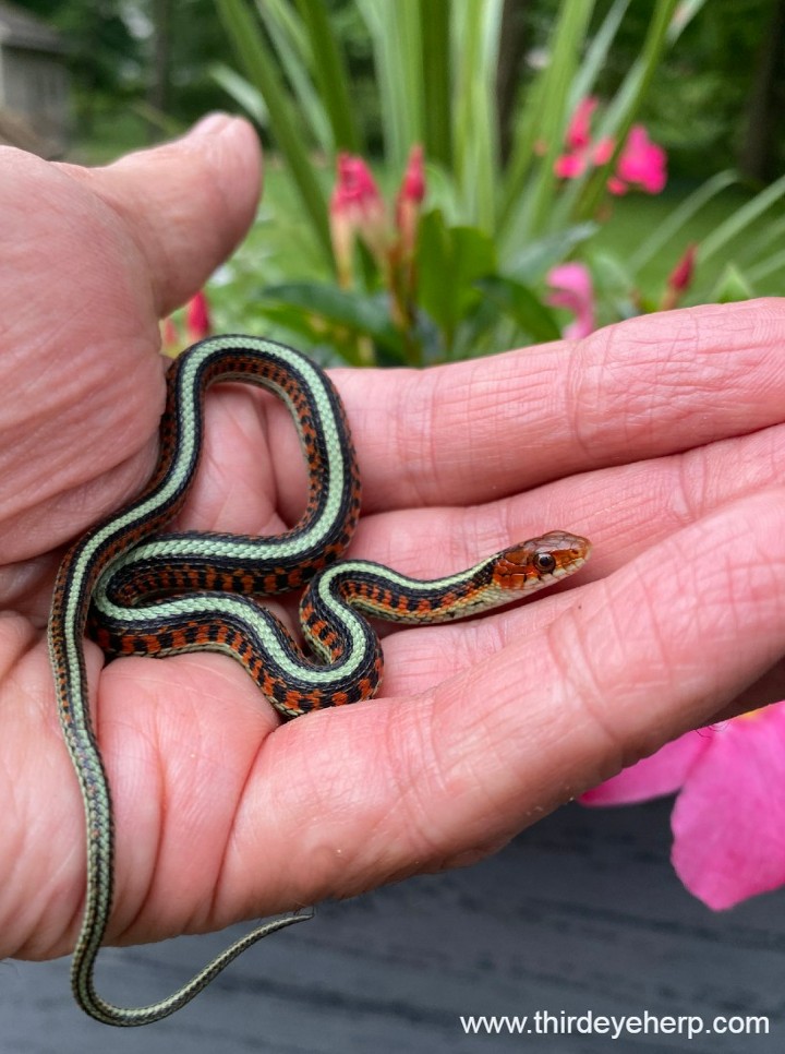 California Red-sided Garter Snake